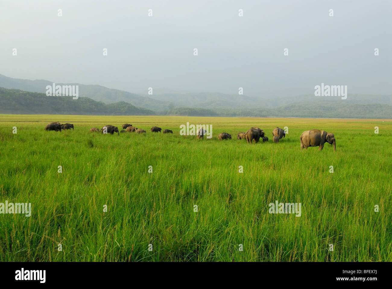Asiatische Elefanten im Grasland von Dhikala, Corbet Nationalpark Stockfoto