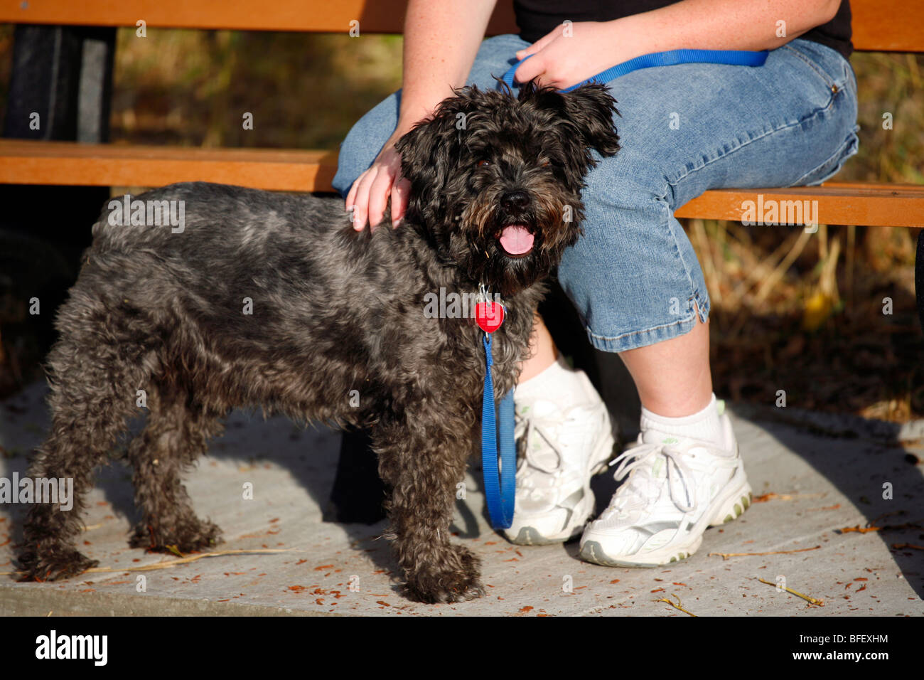 Schnauzer Mix Hund und Frau sind bei einem Außenbank im warmen Licht der Nachmittagssonne. Stockfoto