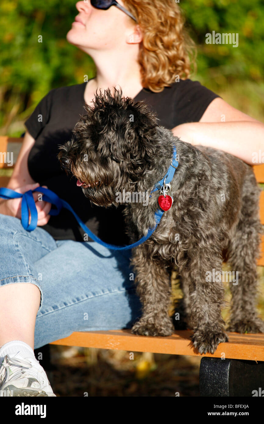 Schnauzer Mix Hund und Frau sind bei einem Außenbank im warmen Licht der Nachmittagssonne. Stockfoto