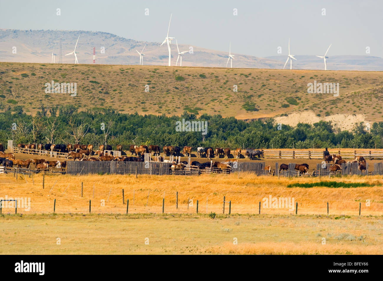 Arbeiten Pferde und Wiind Turbinen, Pincher Creek, Alberta, Kanada, Energie, Windenergie, Alternative Energie Stockfoto