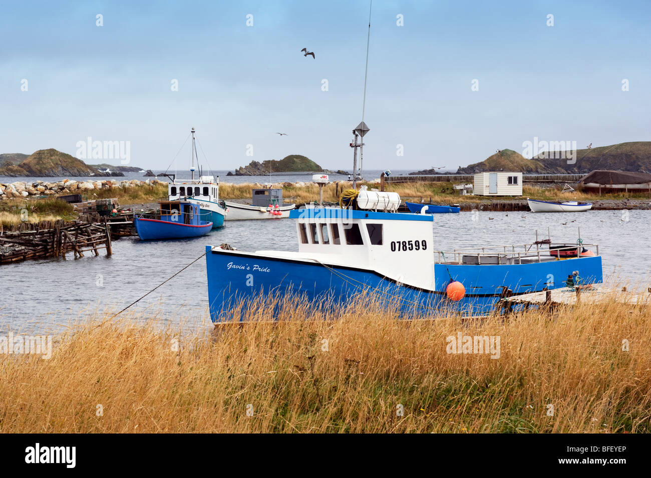 Angelboot/Fischerboot angedockt an Ferryland, Neufundland, Kanada Stockfoto