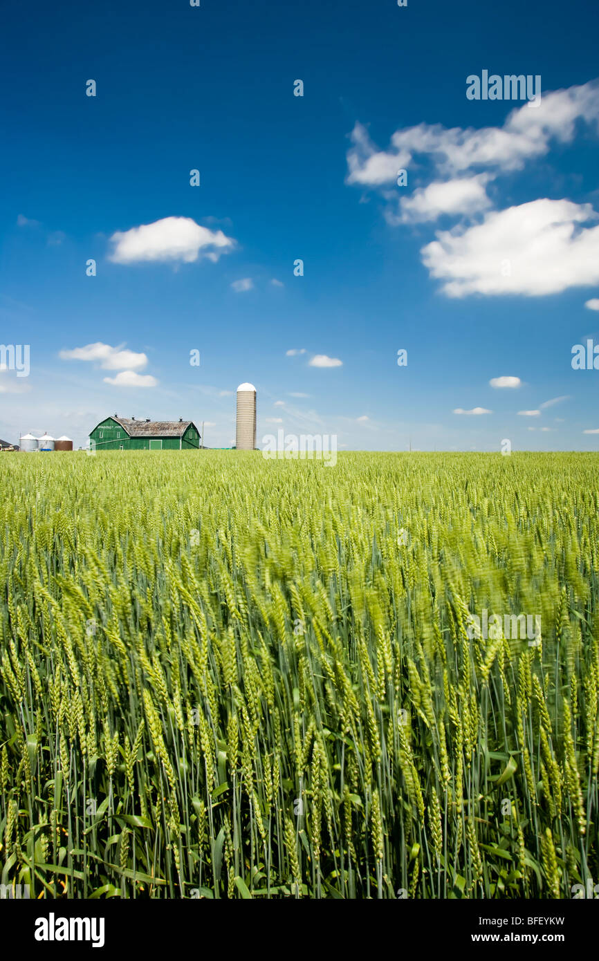 Bauernhof, East Gwillimbury, Ontario, Kanada Stockfoto