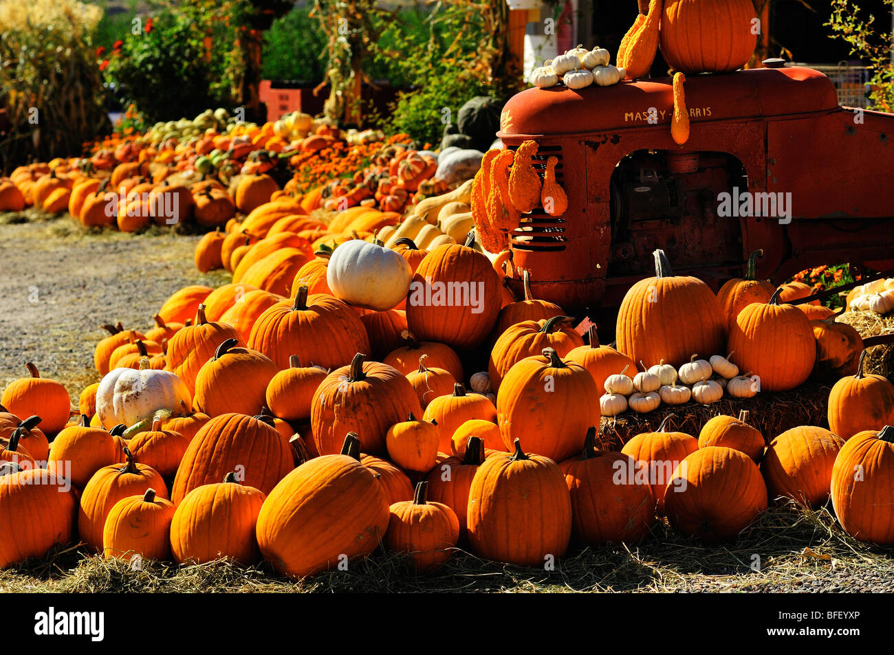 Obststand in Keremeos, BC Anzeige Kürbisse und Squash auf alten Traktor Massey-Harris. Stockfoto