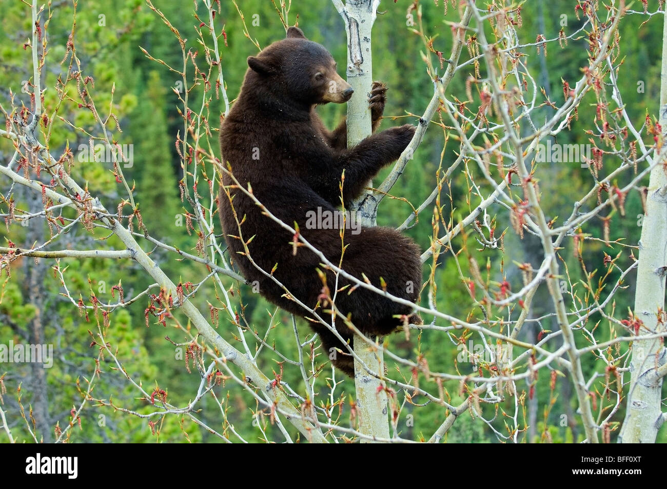 Schokolade-farbigen amerikanischen Schwarzbären (Ursus Americanus) ernähren sich von aspen Kätzchen, Rocky Mountains, westlichen Alberta, Kanada Stockfoto