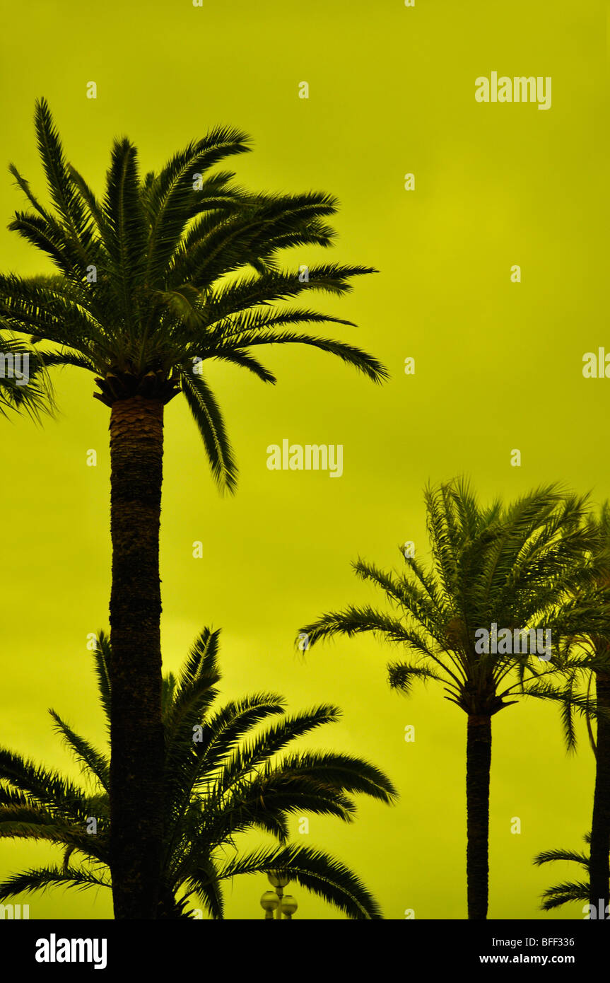 Palms Stockfoto
