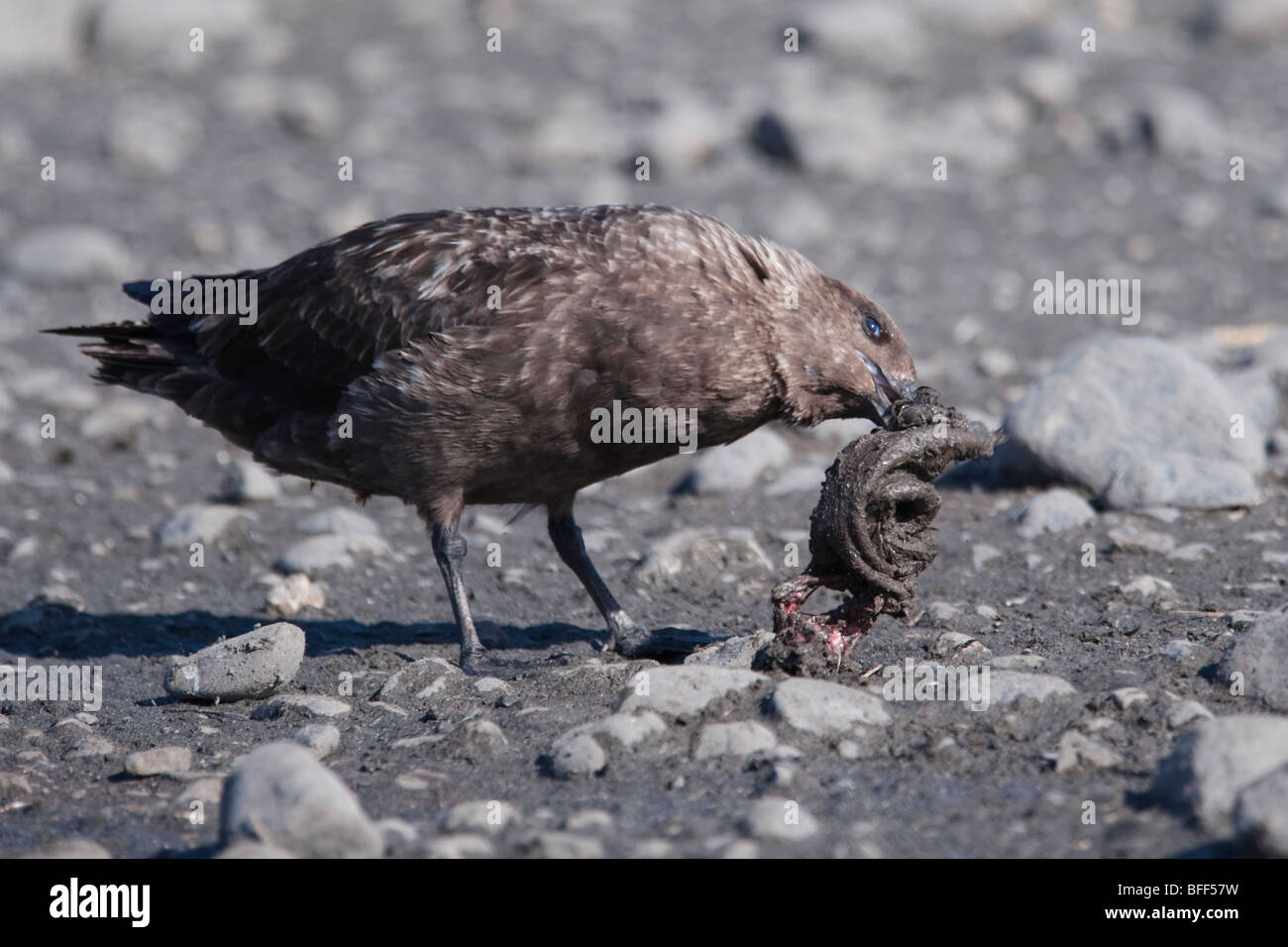 Subantarktischen Skua Stercorarius Antarcticus, ernähren sich von AAS, Salisbury Plain, Südgeorgien, Süd-Atlantik. Stockfoto