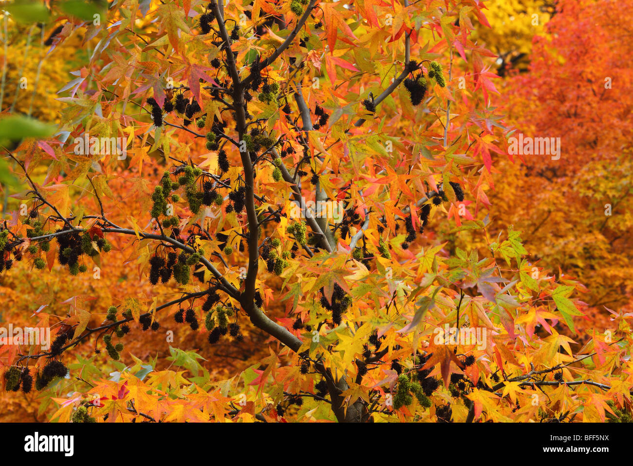 Rot im Herbst Liquidambar Styraciflua AmberbaumBaum Stockfotografie