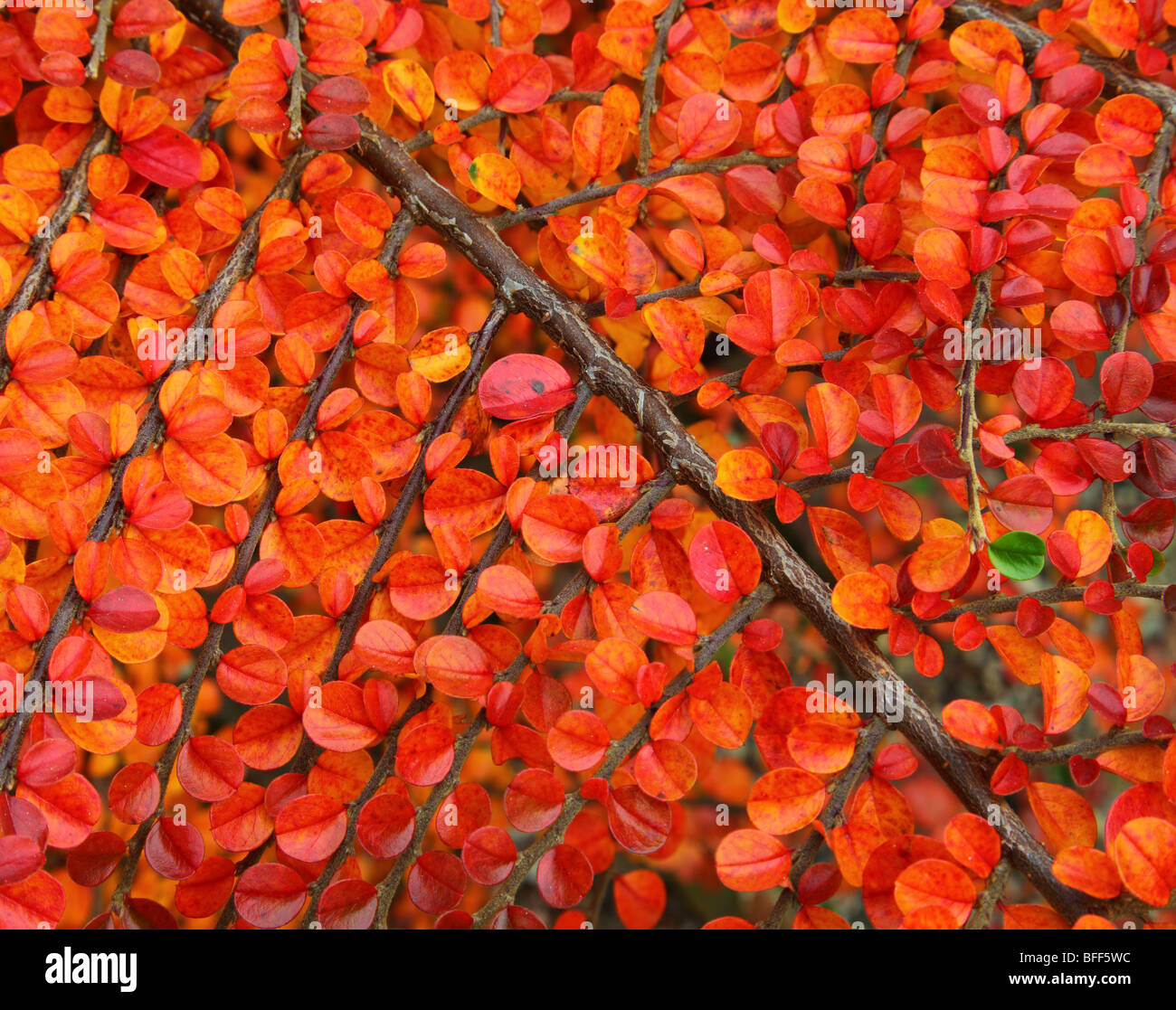 Lebhafte rote Zwergmispel Strauch Blätter im Herbst Zwergmispel hjelmquistii Stockfoto