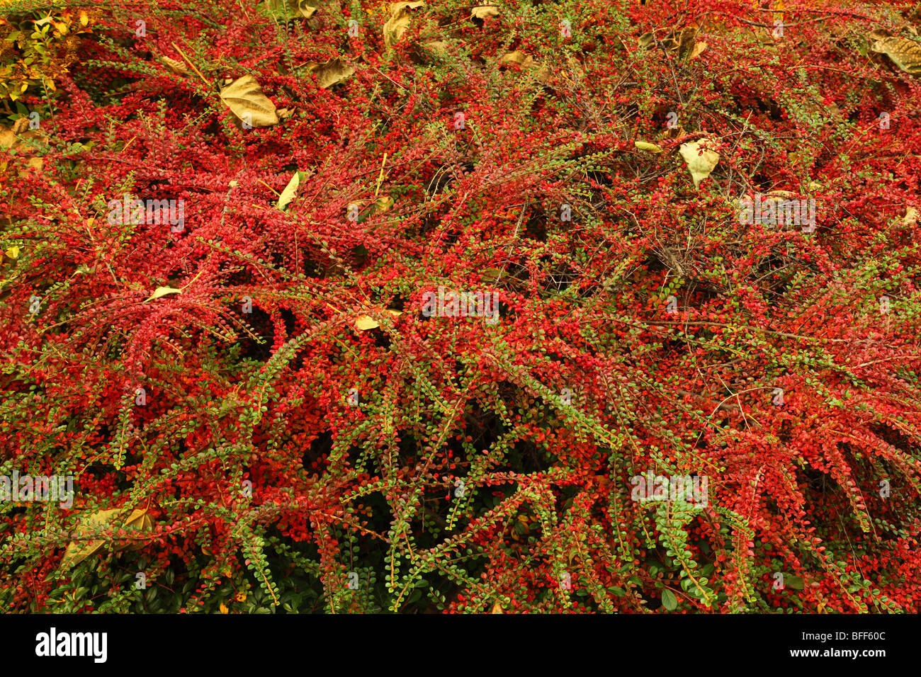 Zwergmispel Strauch im Herbst mit roten Beeren Zwergmispel horizontalis Stockfoto
