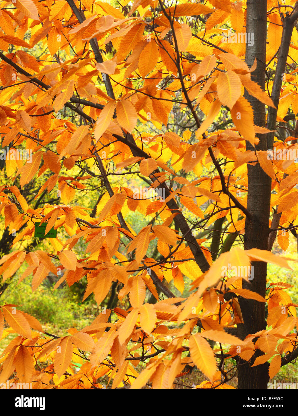 Amerikanische Kastanie Baum gelb braunen Blätter im Herbst Castanea Dentata americana Stockfoto