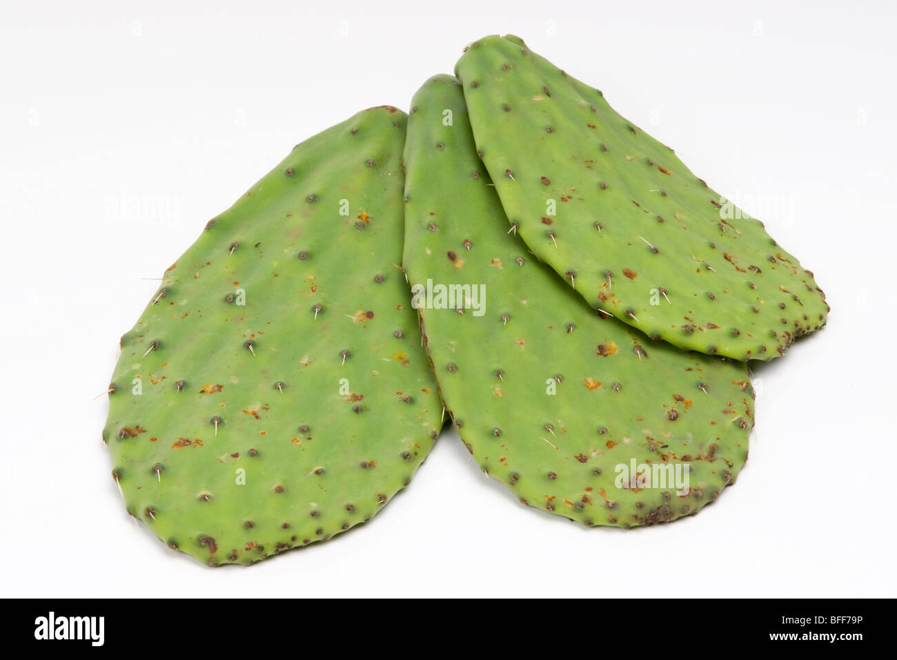 Kaktus Nopal mexikanisches Essen Pflanze opuntia Stockfotografie - Alamy