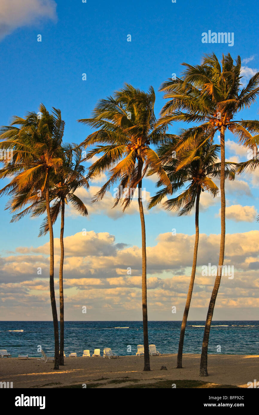 Hohe Palmen an einem kubanischen Strand, Sonnenuntergang Stockfoto