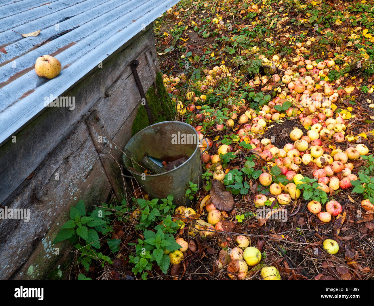 Windfall-Äpfel - Frankreich. Stockfoto