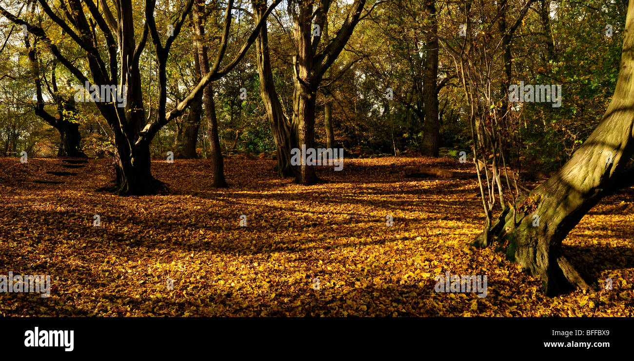 Panoramablick auf Herbstbäume mit Laubstreu auf dem Boden Stockfoto