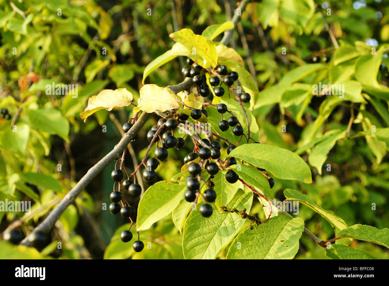 Vogel-Kirsche gewöhnliche  Padus Avium. Stockfoto