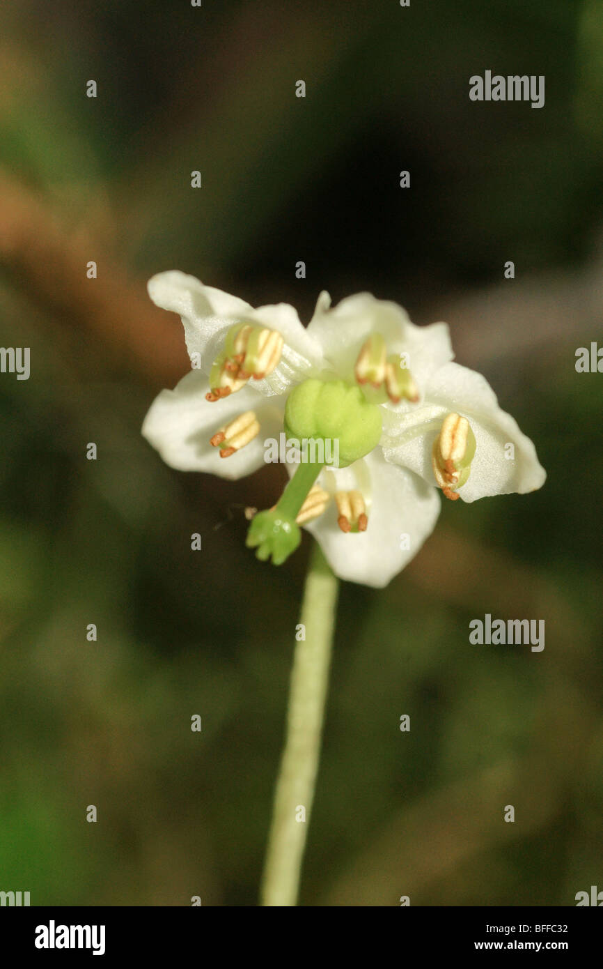 Einzelne Blume  Moneses Uniflora. Stockfoto