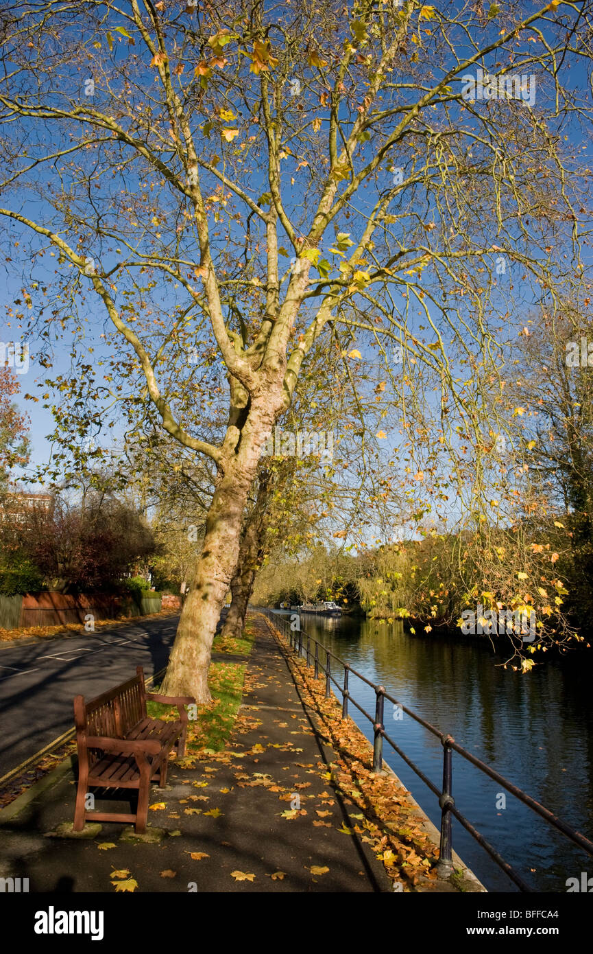 ein Baum im frühen Winter Sonnenlicht ein Rückstau der Themse überhängend; vorgelagerten Blick in der Nähe von Maidenhead in Richtung Boulters Lock Stockfoto