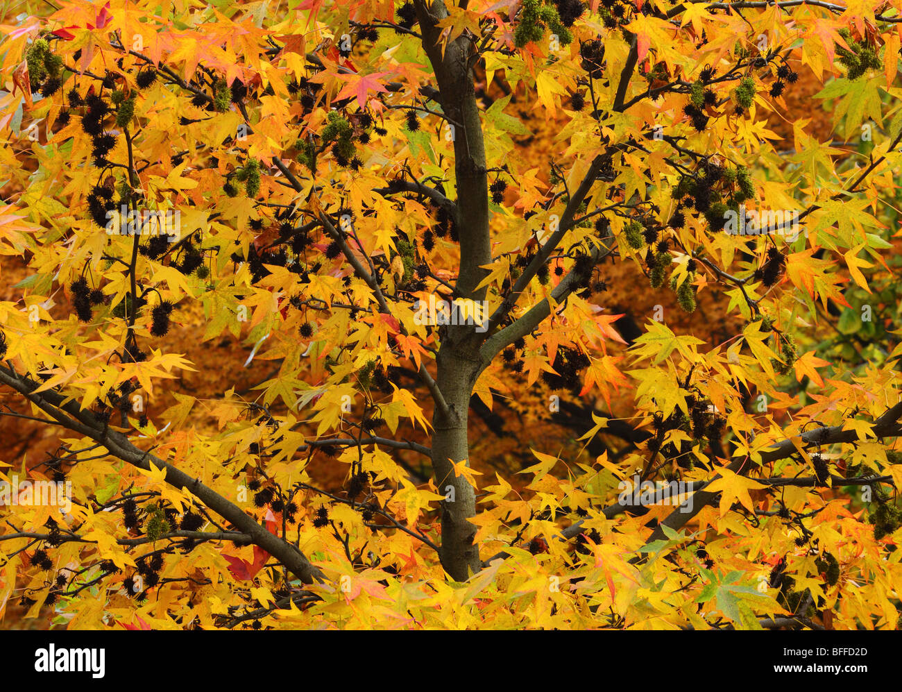 Gelb im Herbst Liquidambar Styraciflua AmberbaumBaum Stockfotografie
