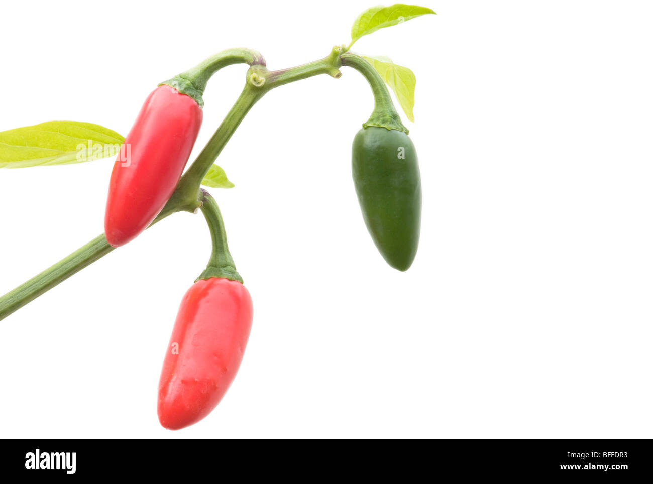 Jalapeno Chili-Pflanze mit roten und grünen Chilischoten, auf einem weißen Hintergrund. Stockfoto