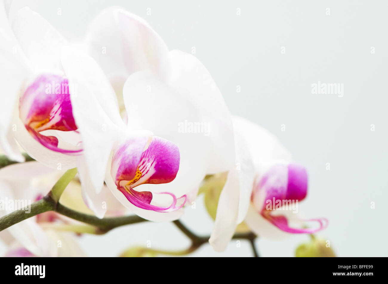Nahaufnahme von weißen und rosa Orchidee Stockfoto