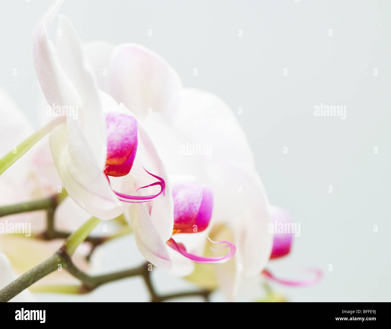 Nahaufnahme von weißen und rosa Orchidee Stockfoto