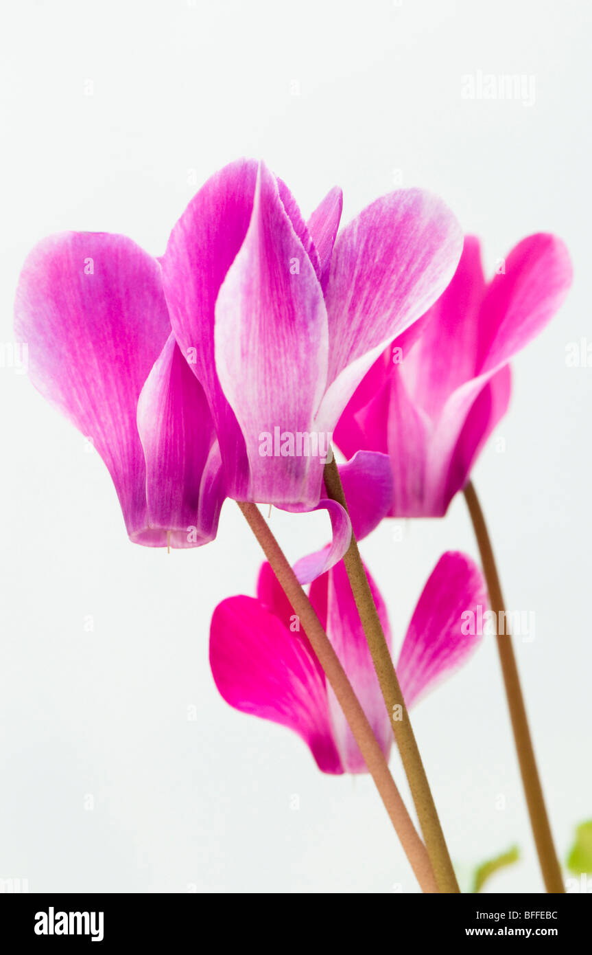 Nahaufnahme von bunten rosa und weiße Alpenveilchen Stockfoto