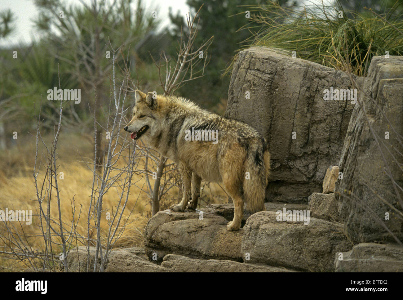 Eine seltene und gefährdete Red Wolf, Canis rufus Stockfoto