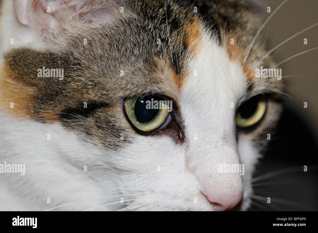 Nahaufnahme von Katzenaugen. Stockfoto