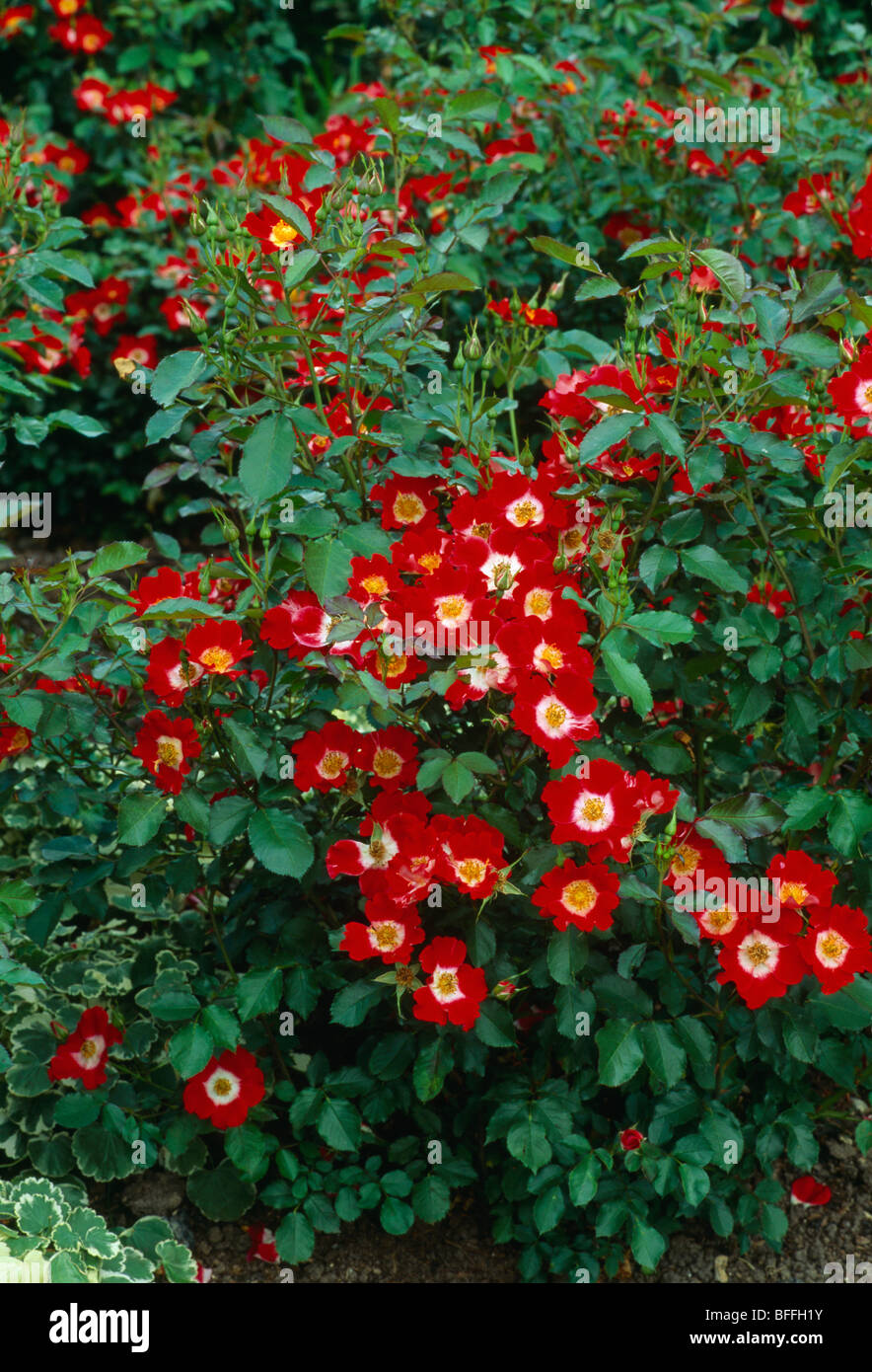 Nahaufnahme von roten Rosen mit weißen Zentren Stockfoto