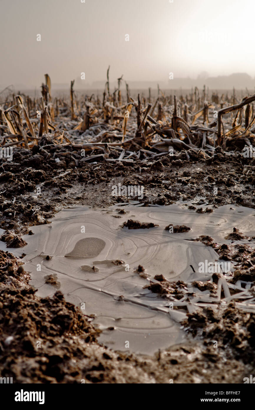 Foto aus einem gefrorenen Mais-Feld. Stockfoto