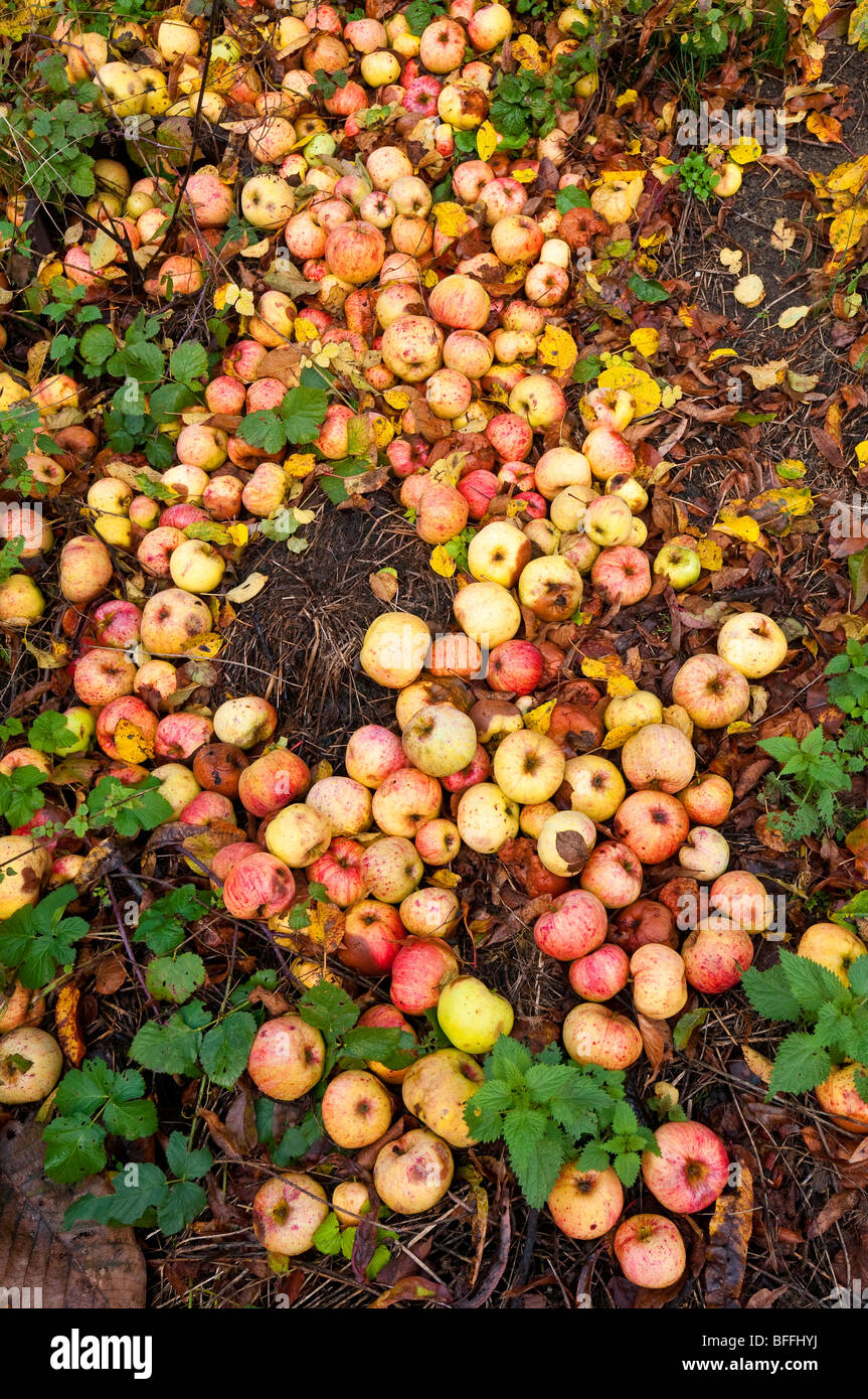 Windfall-Äpfel - Frankreich. Stockfoto