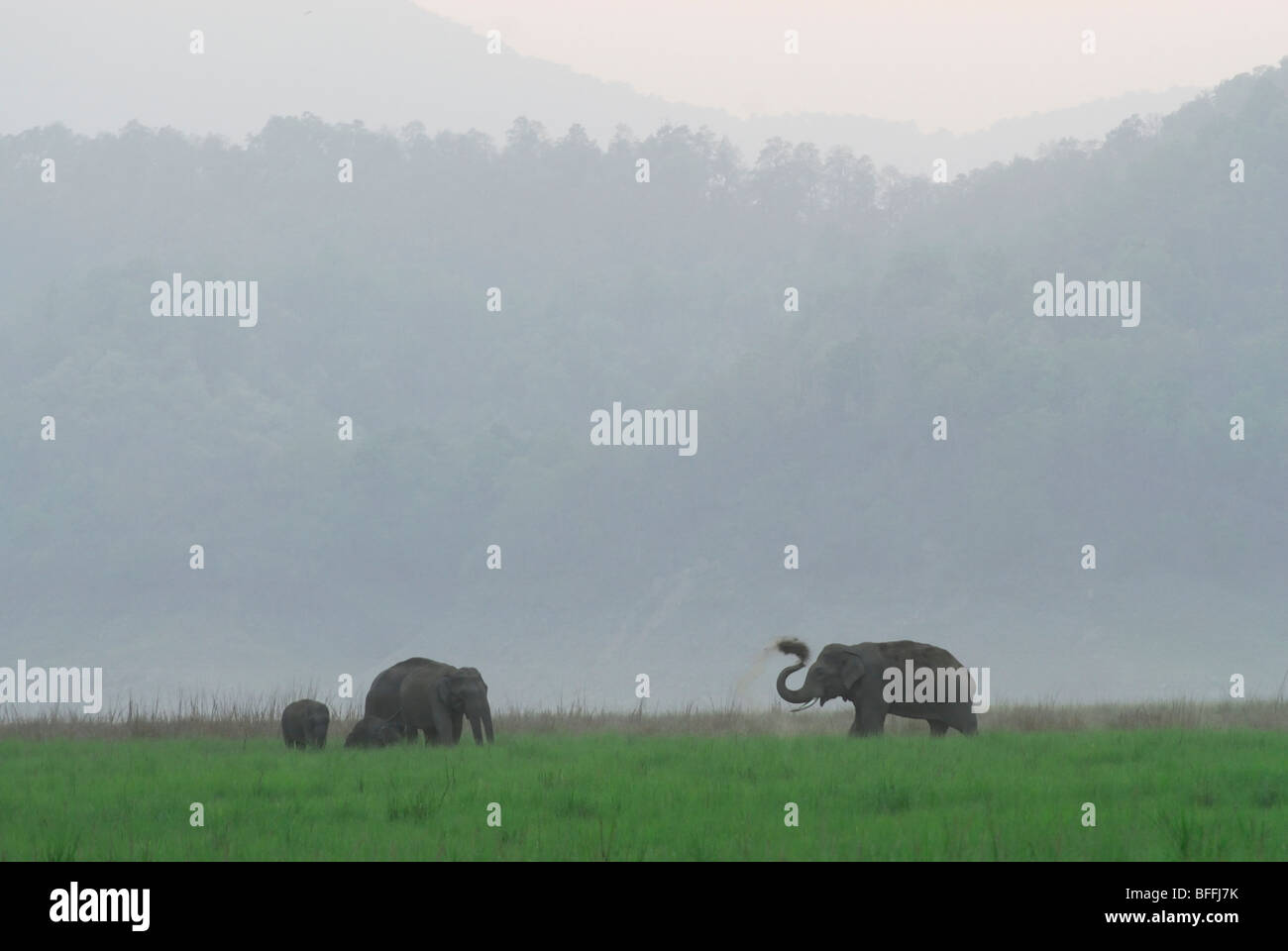 Elefanten im Grünland - Corbet Nationalpark, Indien Stockfoto