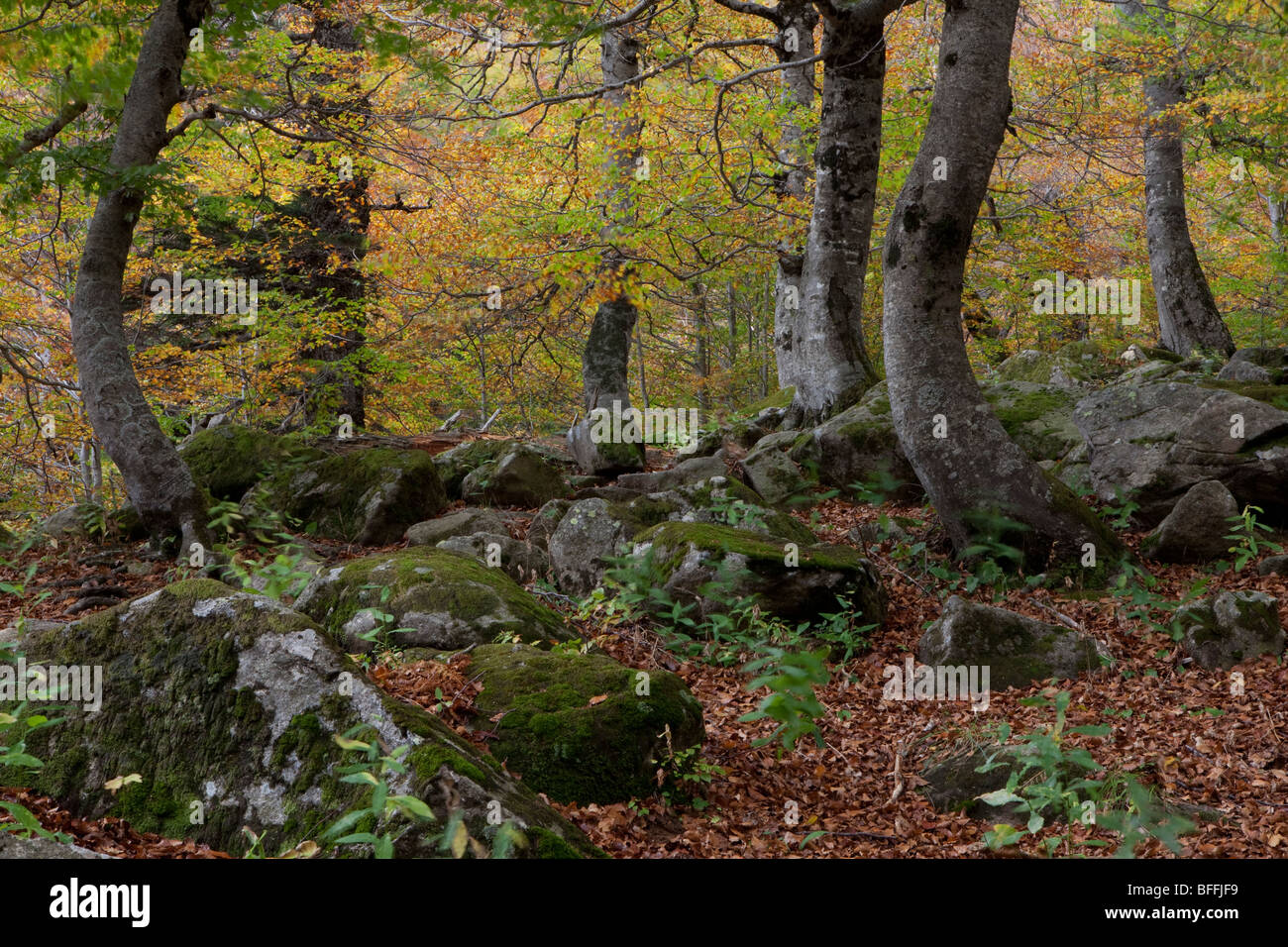 Tal von Molières, Valle Aran, Lleida, Spanien Stockfoto