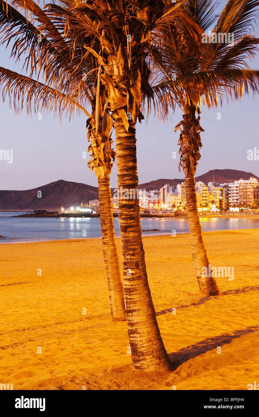 Palmen in der Abenddämmerung am Playa de Las Canteras, Las Palmas, Gran Canaria, Kanarische Inseln. Stockfoto