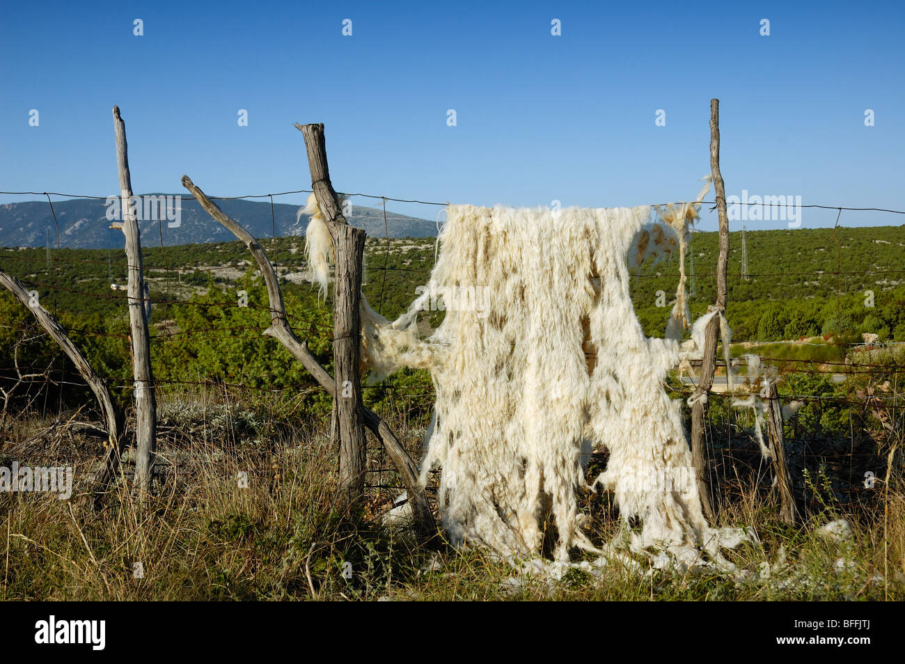 Vlies-Trocknung auf einen Zaun, Insel Cres, Kroatien, Europa Stockfoto