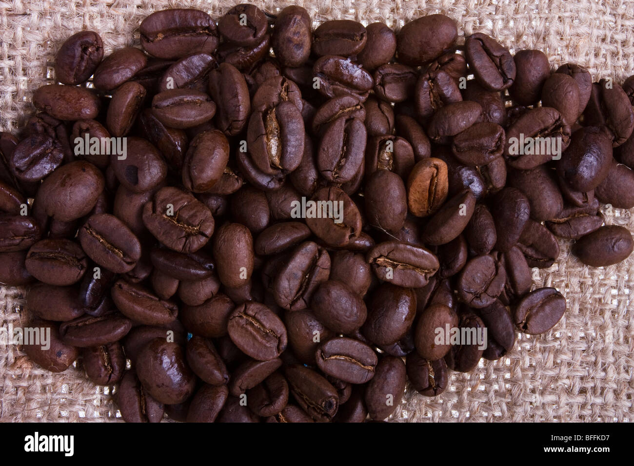 Nahaufnahme der Jamaican Blue Mountain Kaffeebohnen auf hessischen Plünderung mit abgestuften dunklen Hintergrund. Stockfoto