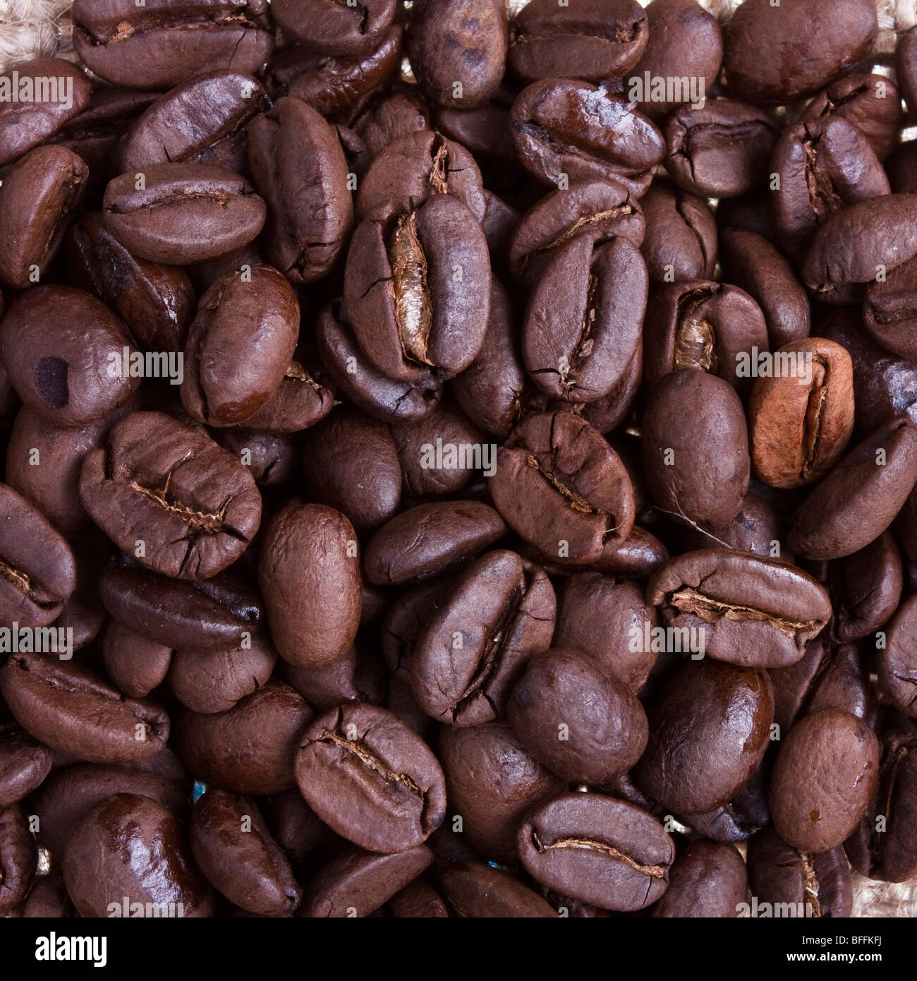 Nahaufnahme der Jamaican Blue Mountain Kaffee Bohnen Stockfoto