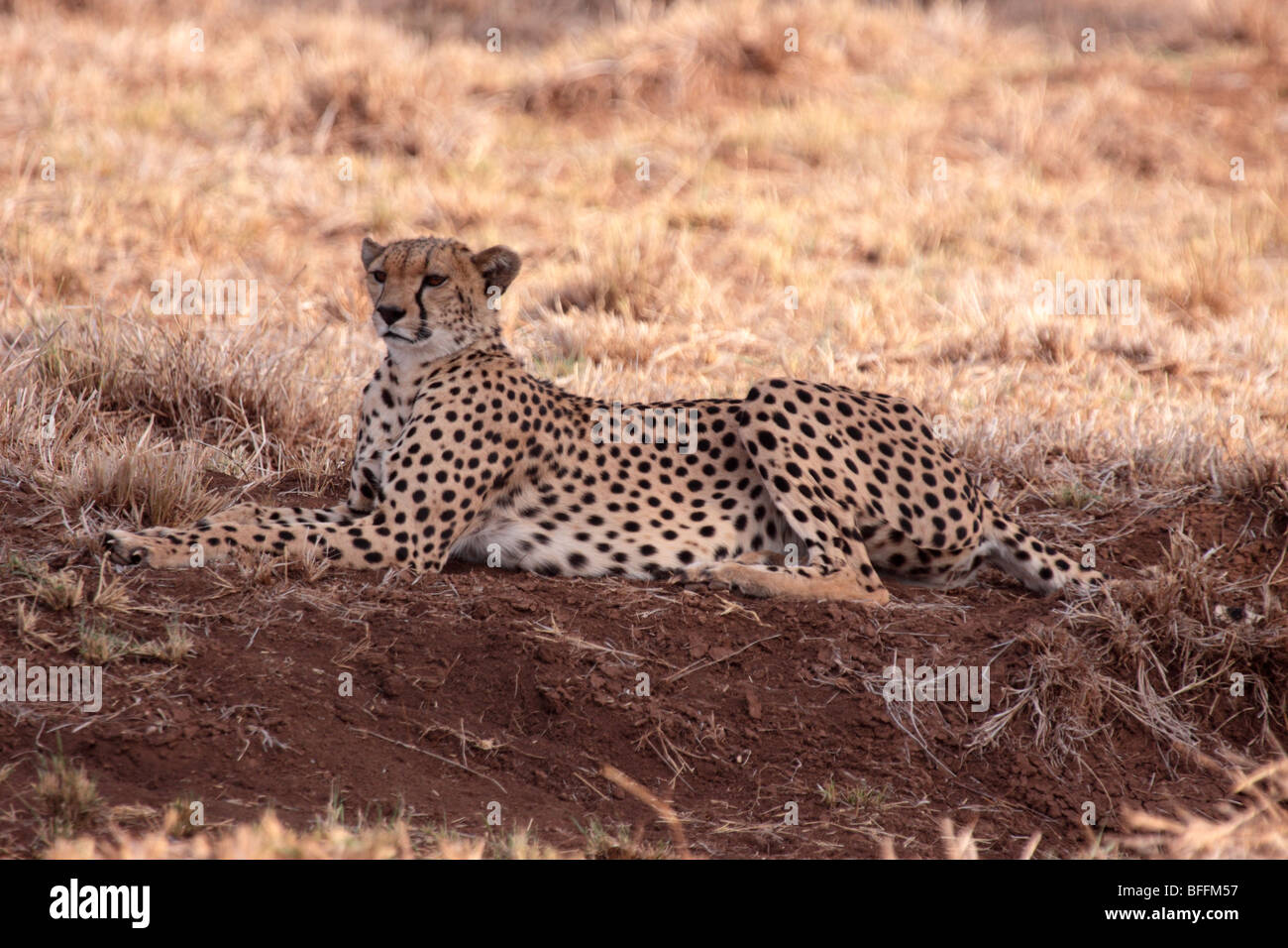 Gepard Acinonyx Jubatus in Masai Mara Kenia Stockfoto