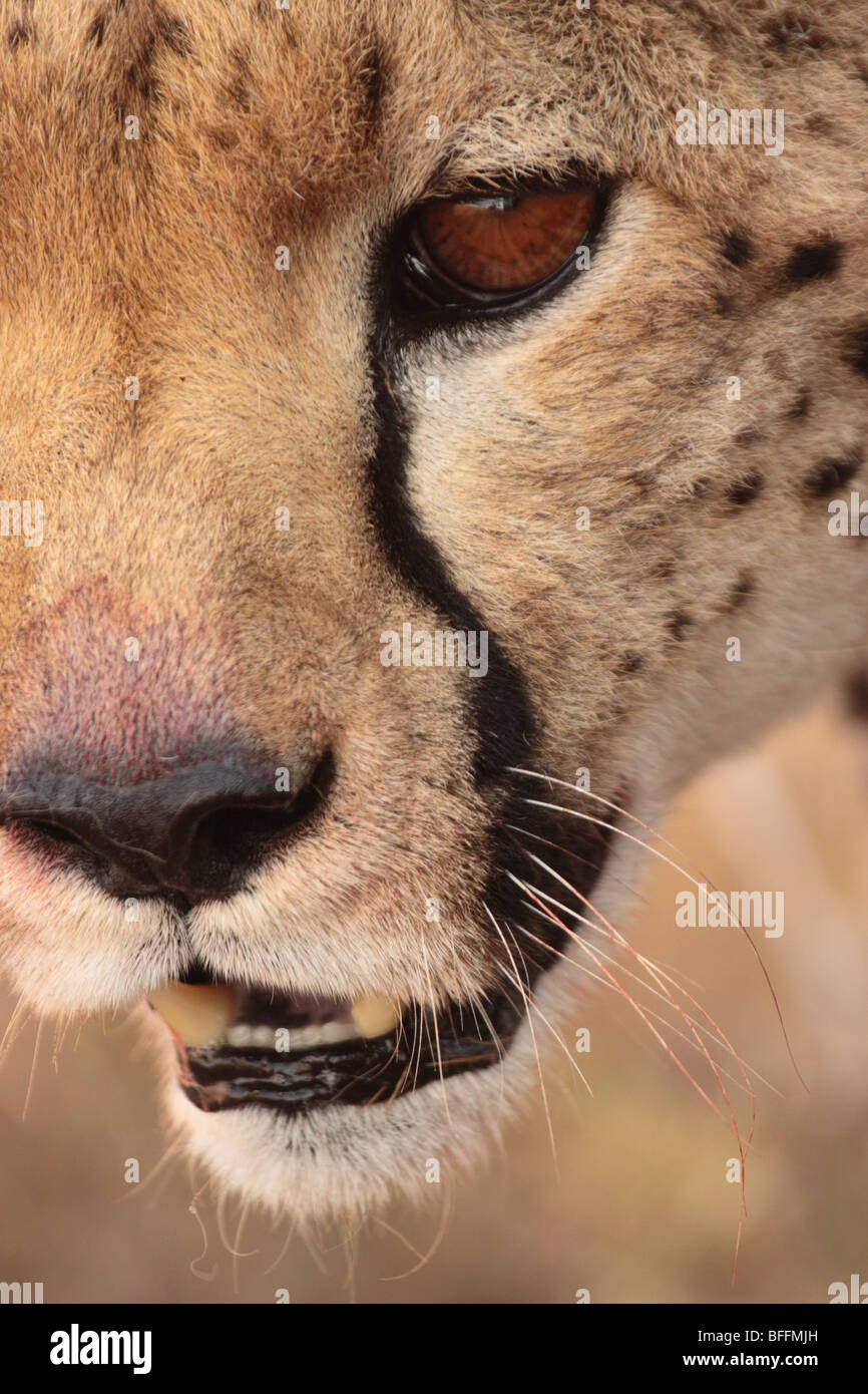 Gepard Acinonyx Jubatus in Masai Mara Kenia Stockfoto