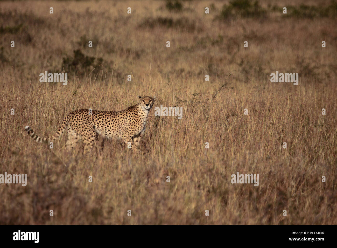 Gepard Acinonyx Jubatus in Masai Mara Kenia Stockfoto