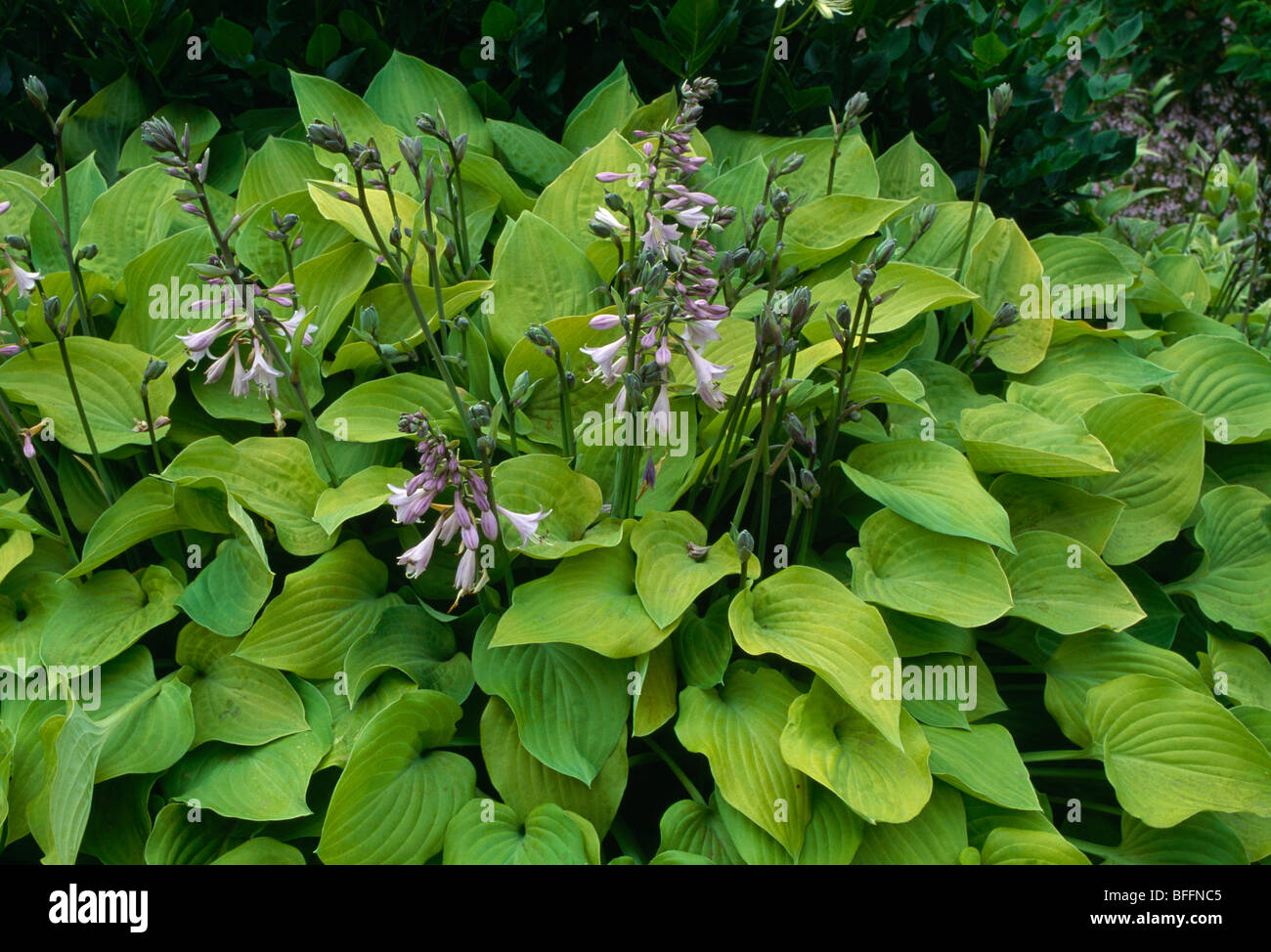 Nahaufnahme des grünen Hosta mit lila Blumen Stockfoto