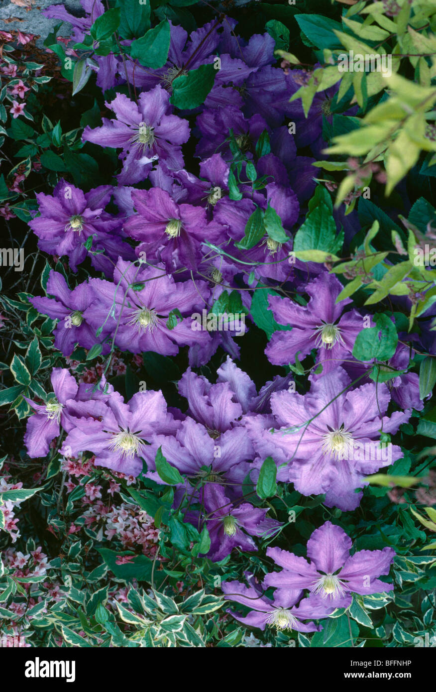 Nahaufnahme des großen blühenden lila clematis Stockfoto