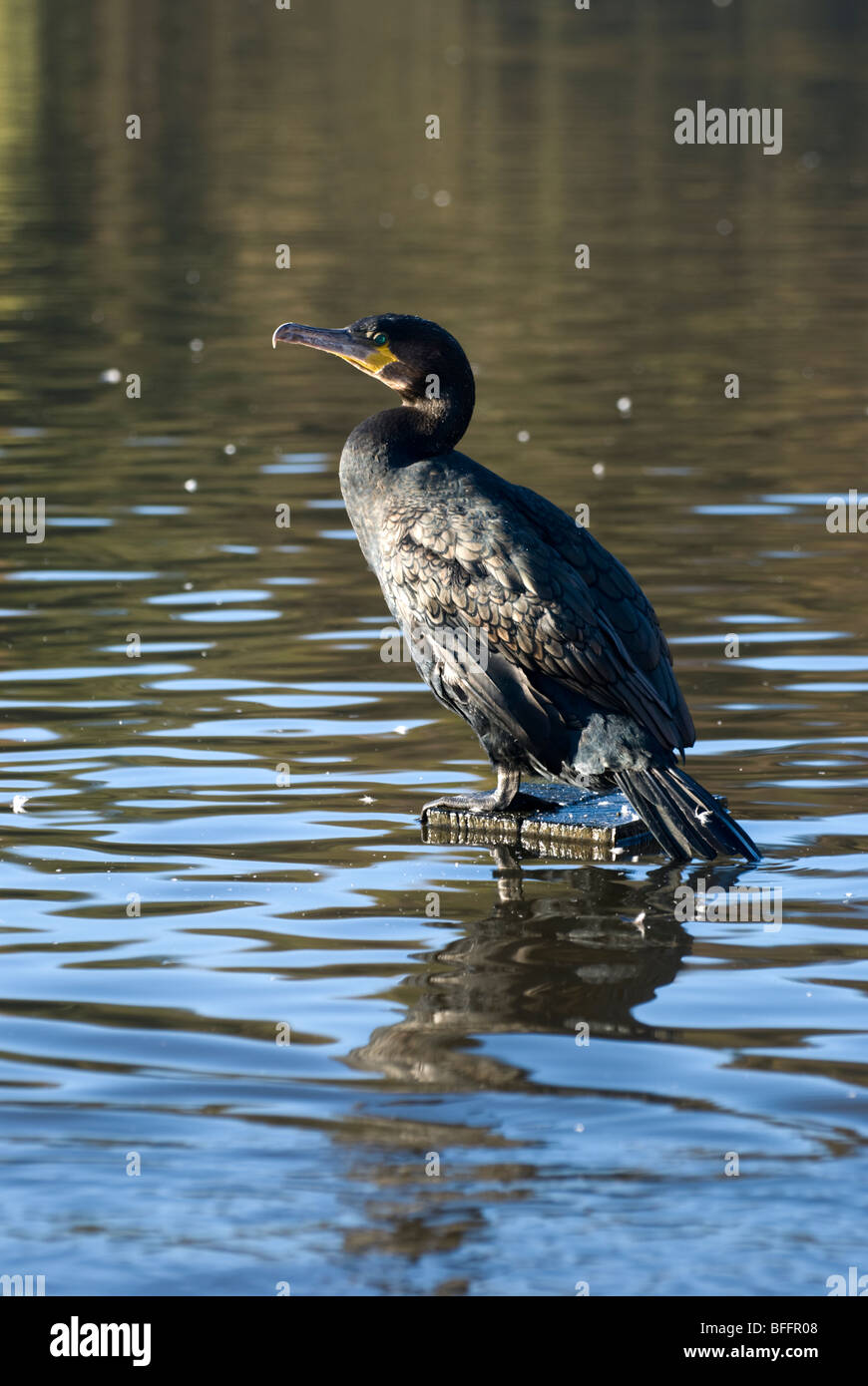 Europäische Shag (Phalacrocorax Aristotelis), Rufford Country Park, Nottinghamshire, England, UK. Stockfoto