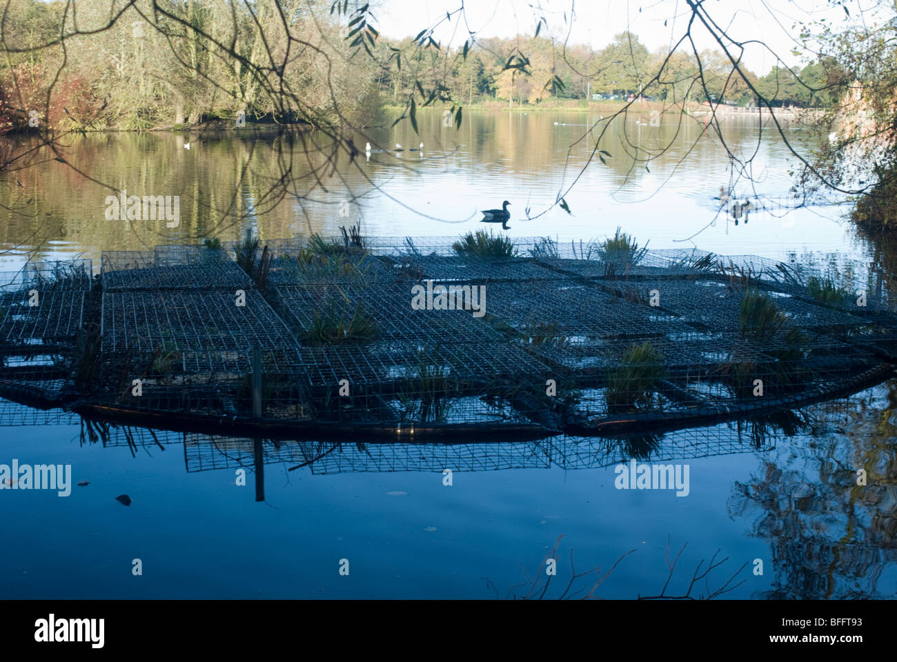 Schutz gepflanzt neu Wasserpflanzen aus der ansässigen Wasservögeln. Rufford Abtei Country Park, Nottinghamshire, England, UK. Stockfoto