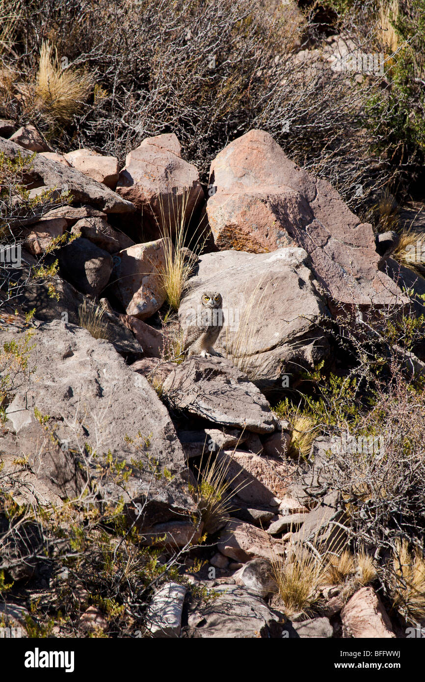 South American große gehörnte Eule in Wild, (Bubo Virginianus Nacurutu), Provinz Mendoza, Argentinien Stockfoto