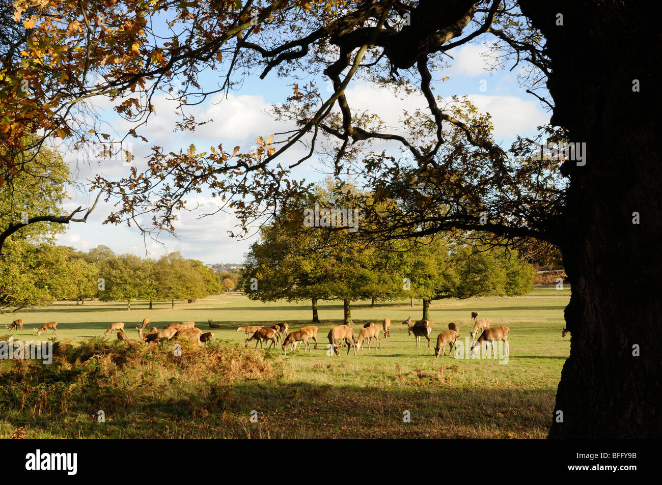 Berühmt für seine Bäume und Hirsch eine herbstliche Szene. Richmond Park, Surrey an einem sonnigen Herbsttag. Stockfoto