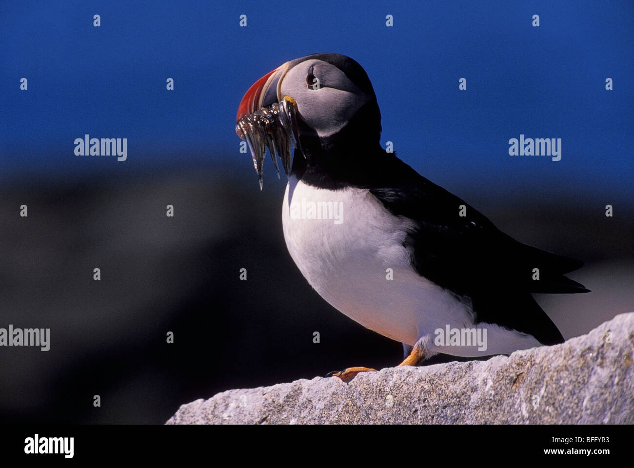 Papageitaucher halten Fisch im Maul, (Fratercula Arctica), Machias Seal Island Bay Of Fundy, New Brunswick, Kanada Stockfoto