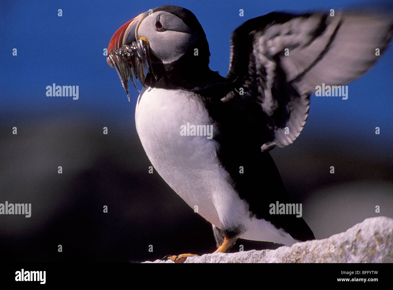 Papageitaucher, Fisch im Maul hält und flatternden Flügel (Fratercula Arctica) Machias Seal Island Bay Of Fundy New Brunswick Stockfoto
