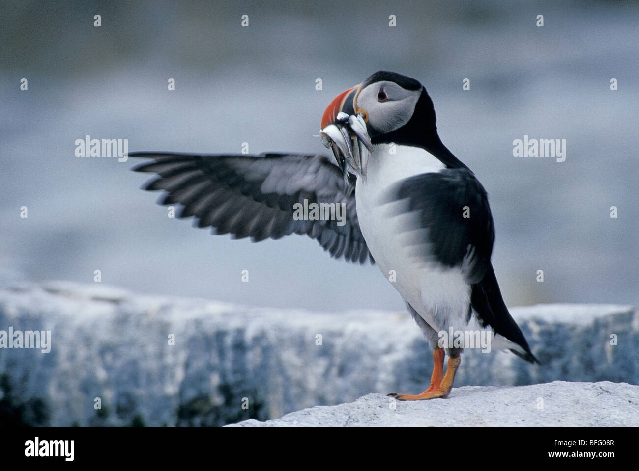 Papageitaucher halten Fisch im Maul, (Fratercula Arctica), Machias Seal Island Bay Of Fundy, New Brunswick, Kanada Stockfoto