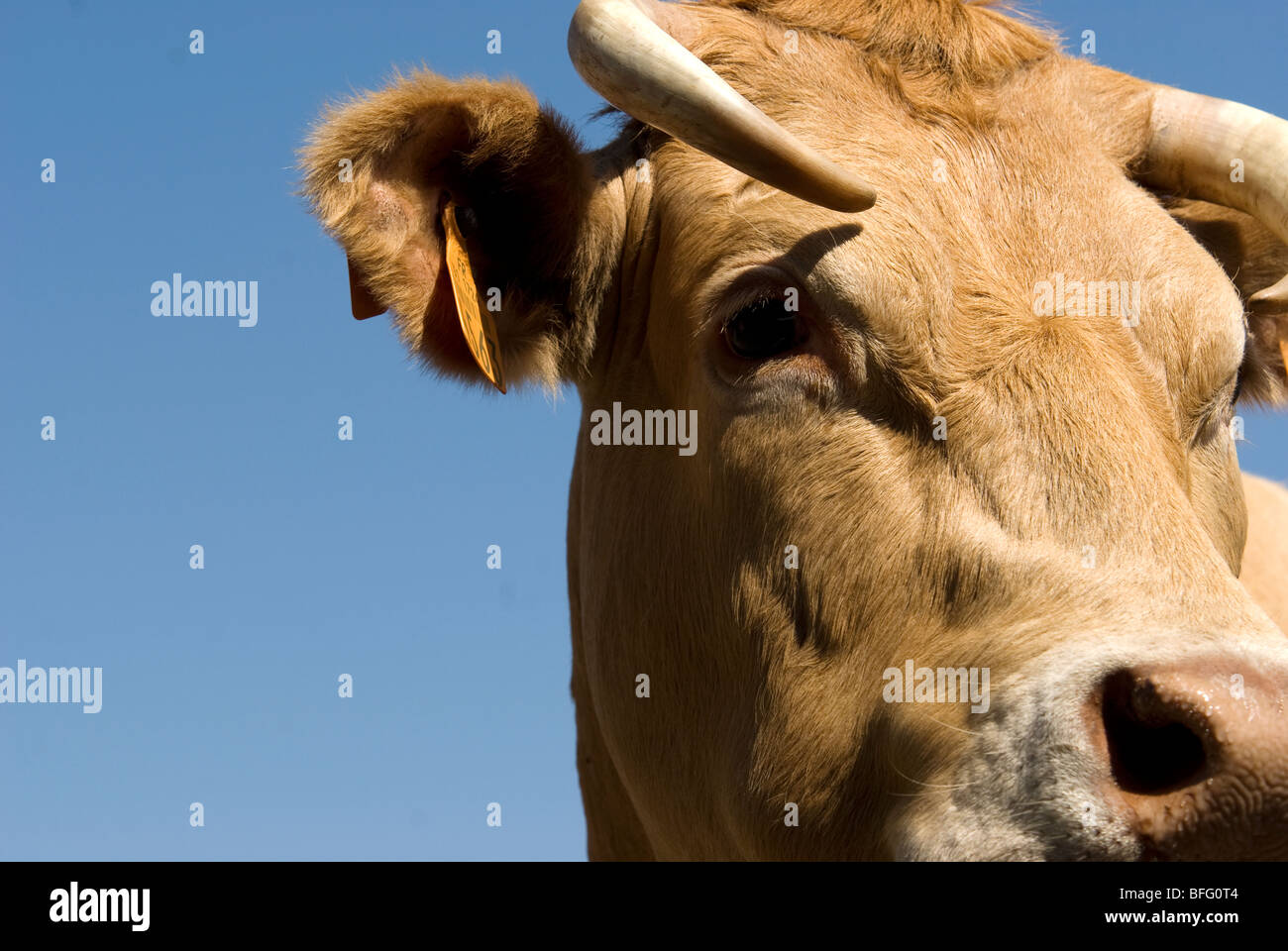 Blonde d ' Aquitaine-Kuh hautnah Stockfoto